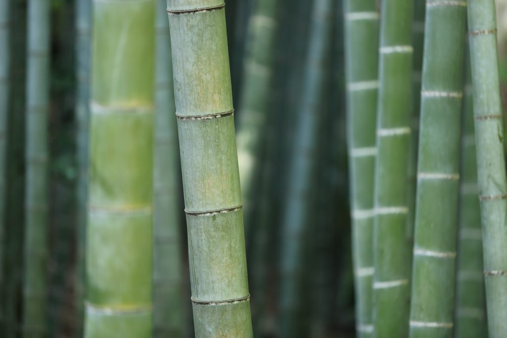 Bamboo Toliet Paper: Is It Eco-Friendly?