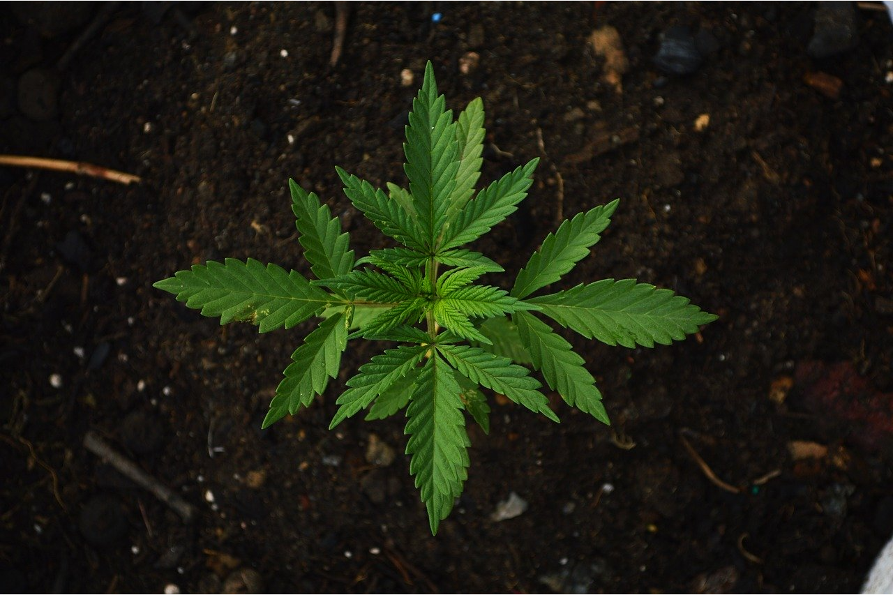 What Do I Need To Grow Marijuana?