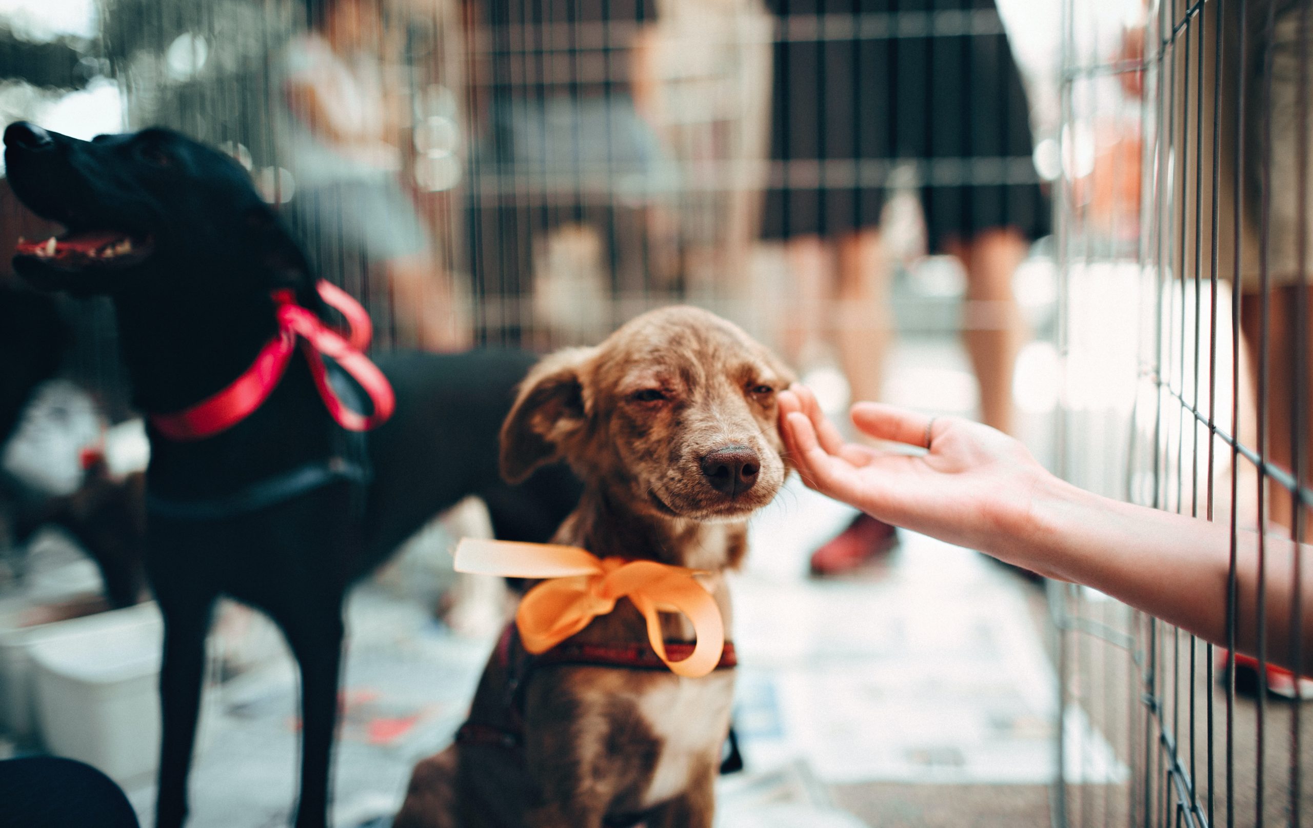 Pet Care Considerations in 2021