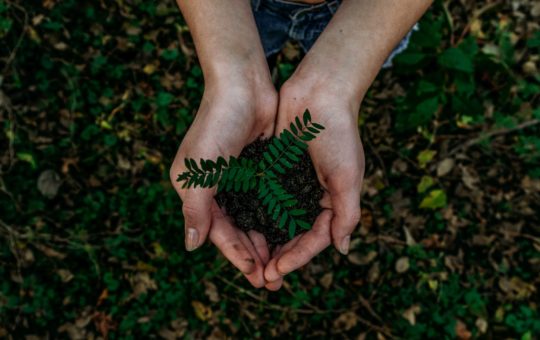 hands holding plants to represent Brian Sheth helping the planet
