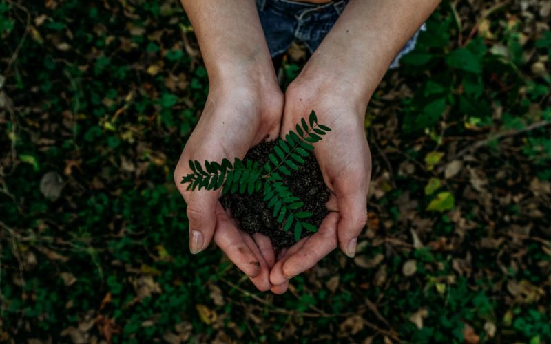 hands holding plants to represent Brian Sheth helping the planet