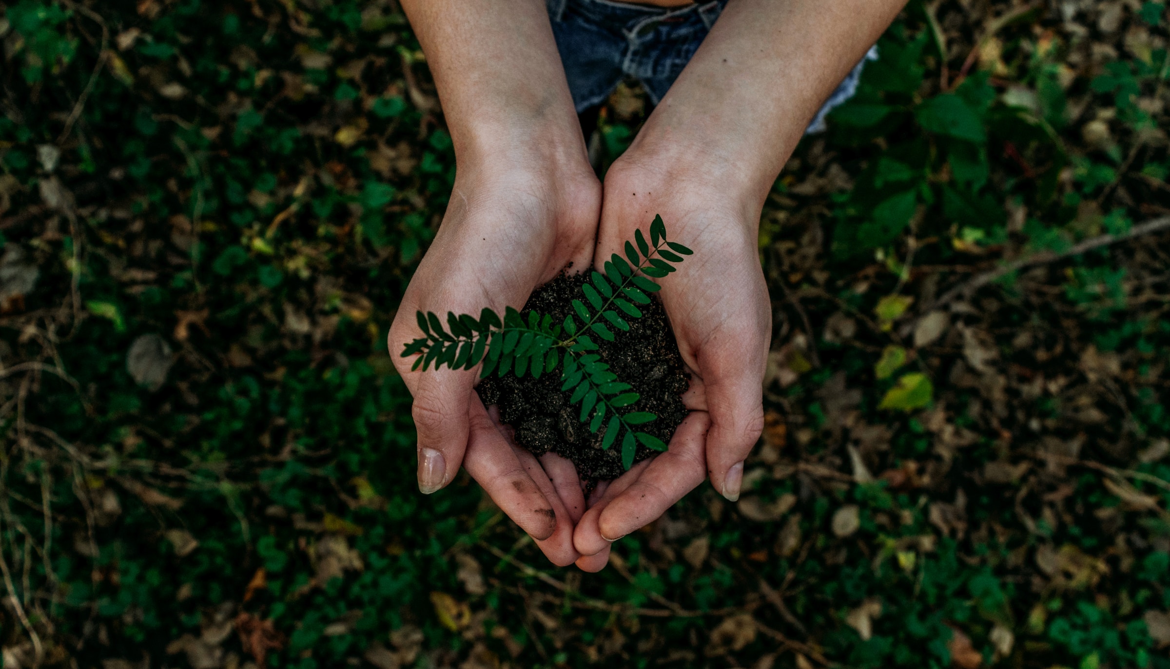 Why Do Environmental Advocates Oppose Tree Topping? Unveiling the Reasons